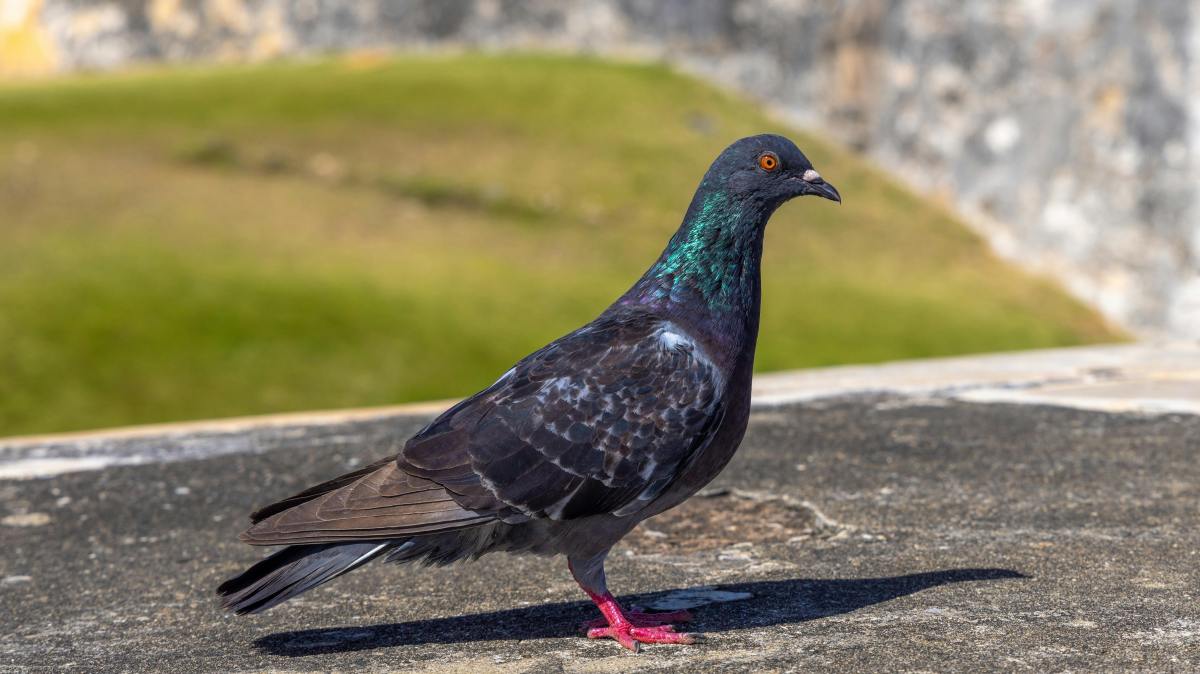 a close up of a bird